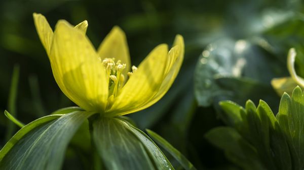 Blumenpracht im ältesten Botanischen Garten