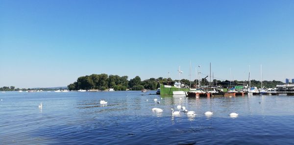 Unberührte Natur mitten in der Donau