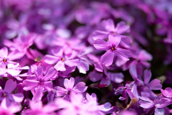 Der älteste Botanische Garten der Welt