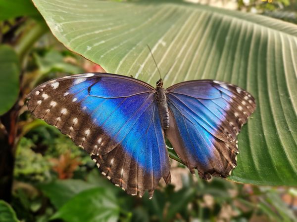 Ein tropisches Schmetterlingsparadies