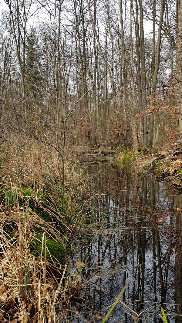 Natur pur in riesigem Waldgebiet