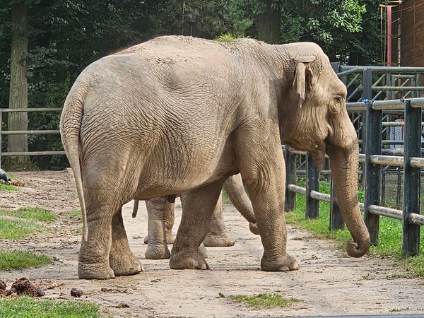 Tierische Abenteuer im Grünen