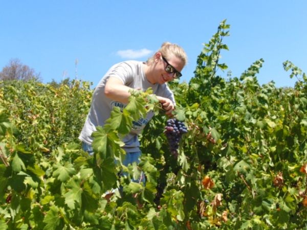 Kostprobe der ältesten Weinmarke