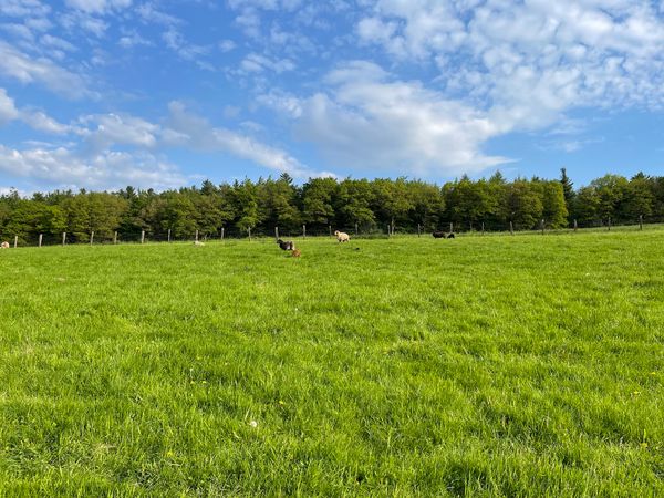 Bauernhoferlebnis für die ganze Familie