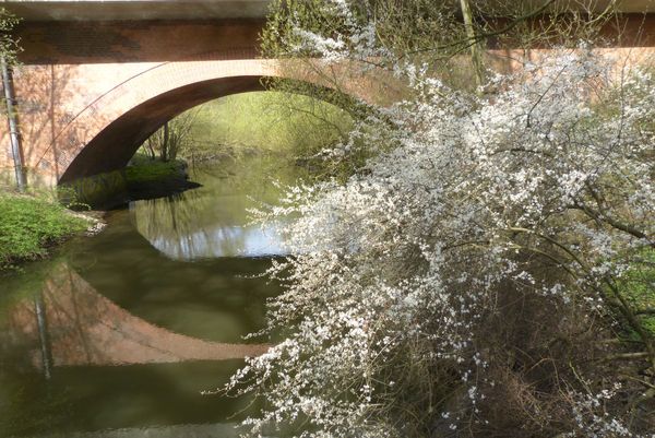 Naturabenteuer im dichten Wald