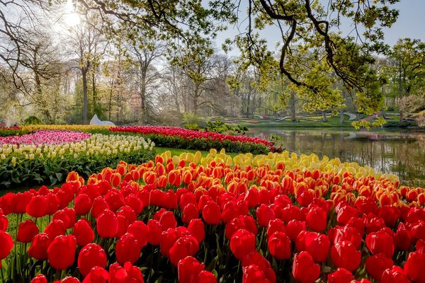 Farbenpracht im Tulpenmeer