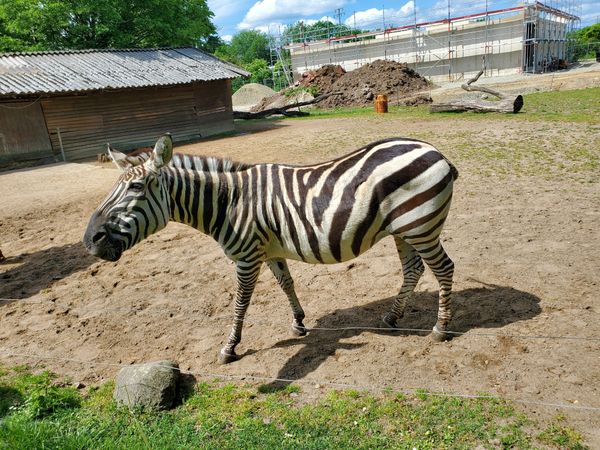 Tierische Abenteuer für die ganze Familie