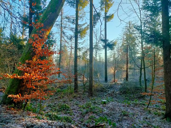 Waldspaziergänge mit kulturellem Touch