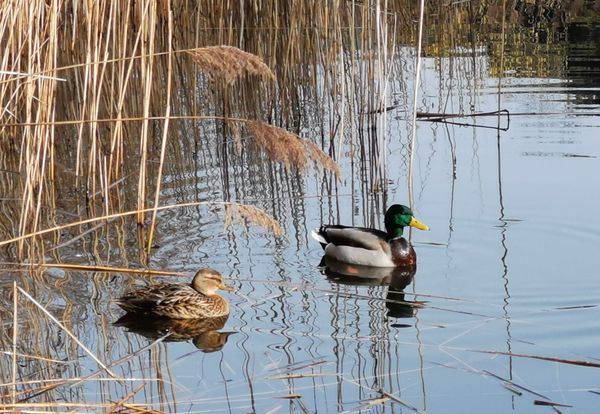 Verträumter Teich mitten im Wald