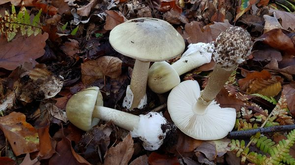 Naturerlebnisse im Königsdorfer Wald