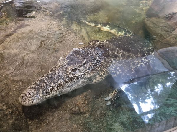 Unterwasserwelt mit faszinierenden Meeresbewohnern entdecken