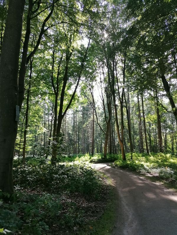 Natur pur in Sieberts Wald entdecken