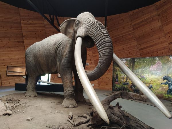 Reise zurück in die Zeit der Mastodonten