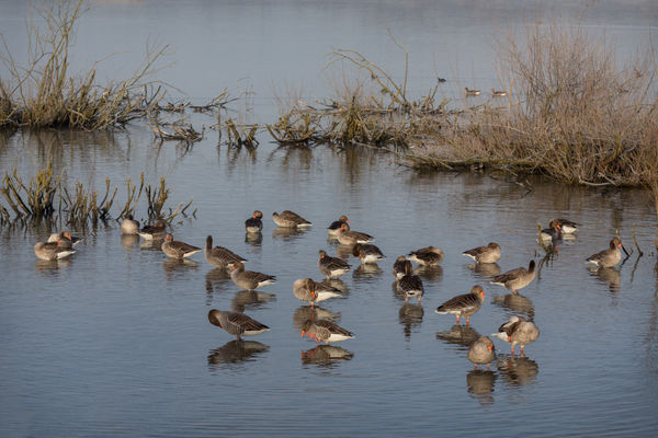 Ein Paradies für Vogelbeobachter