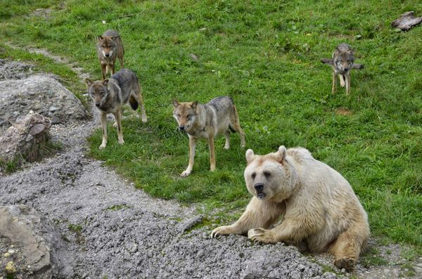 Tierschutz und Naturerlebnis