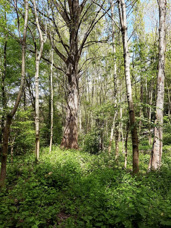 Geheimnisvolle Rheinauen und historische Wege