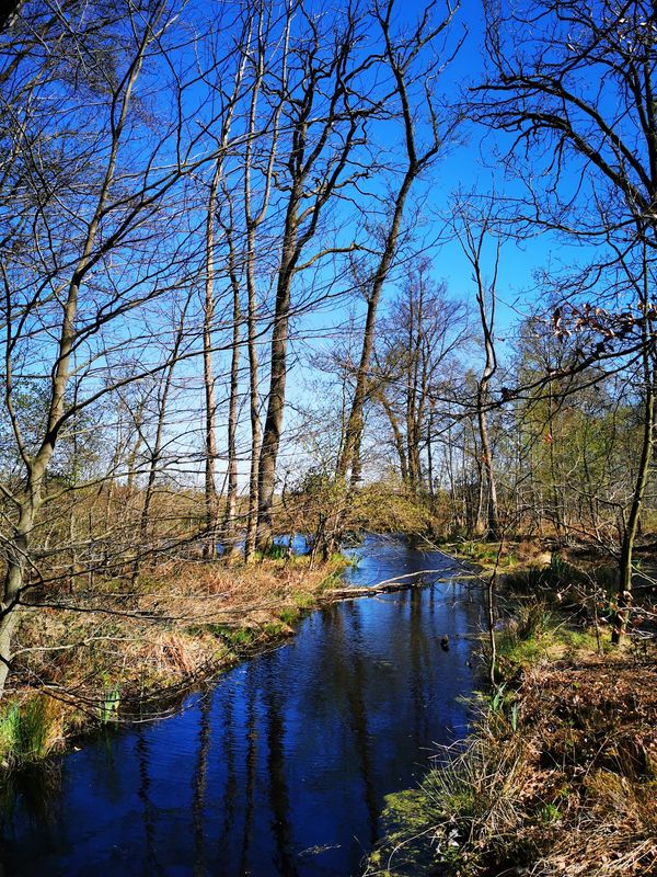 Wildpferde in freier Natur beobachten