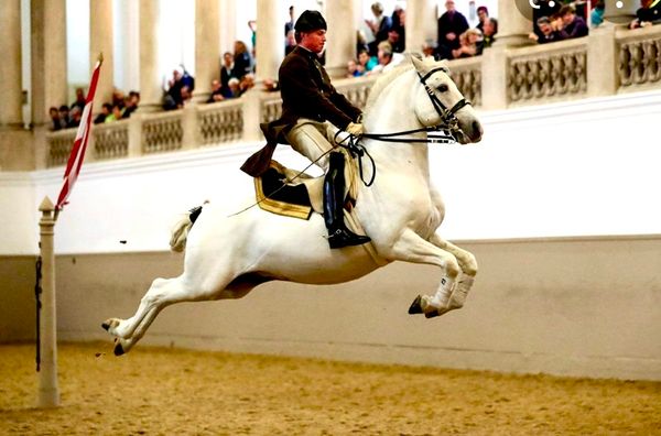 Eleganz auf vier Hufen: Das Ballett der Lipizzaner