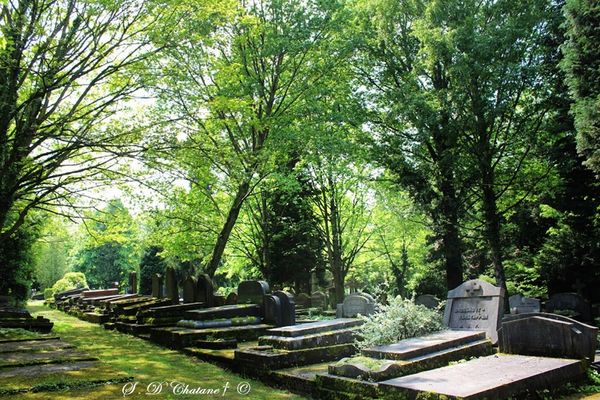 Natur übernimmt historischen Friedhof