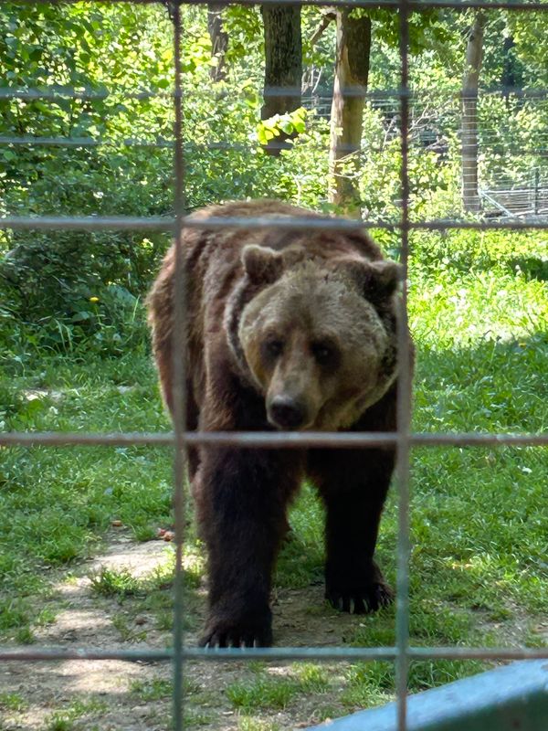 Schutzraum für Braunbären