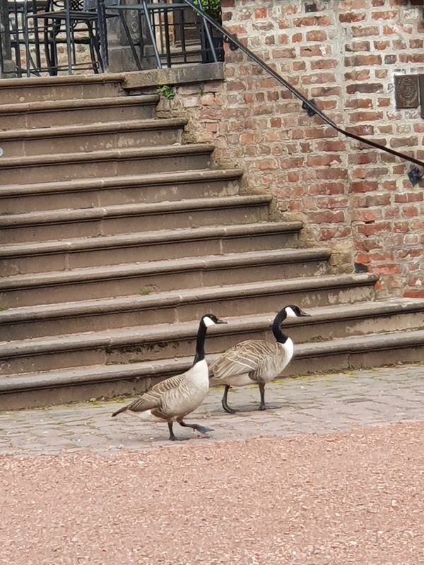 Historische Schönheit mit romantischem Park