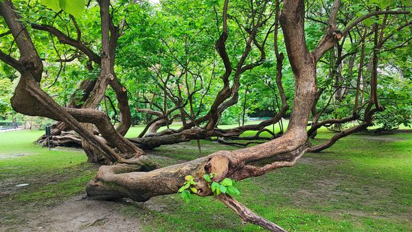 Entspannen im historischen Park