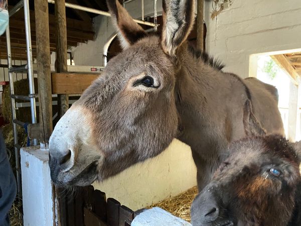 Städtische Farm für Familien