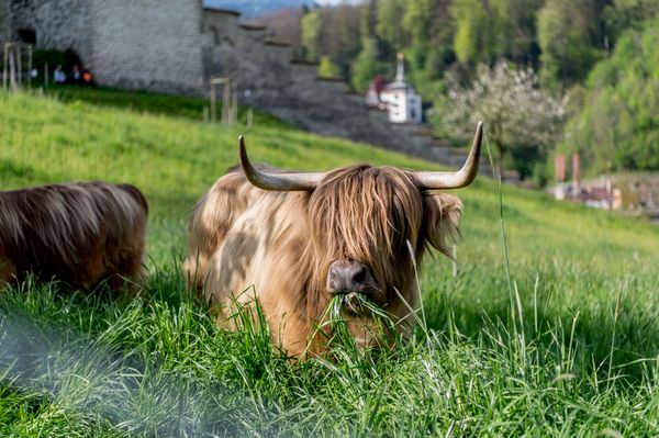 Geheimtipp für Hofliebhaber