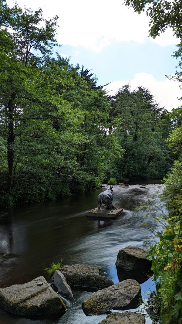 Ein Nashorn mitten im Fluss?