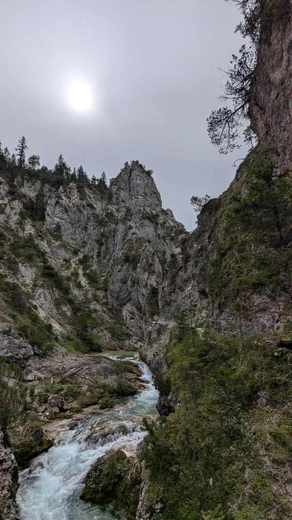 Entdecke die Vielfalt der Alpenkräuter