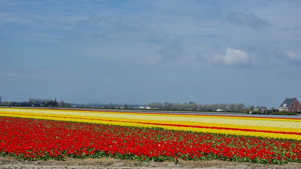 Farbenpracht im Tulpenmeer