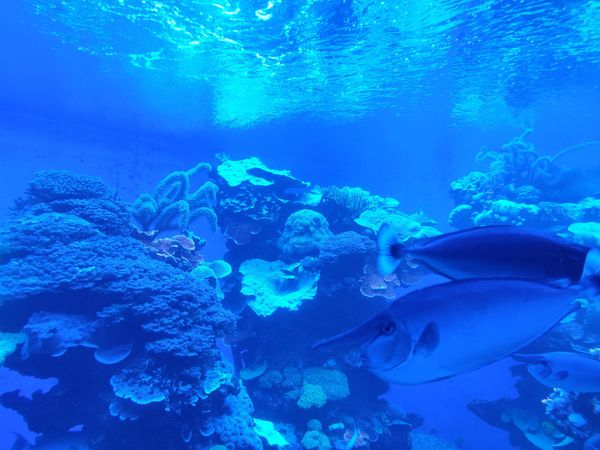 Eintauchen in die faszinierende Unterwasserwelt