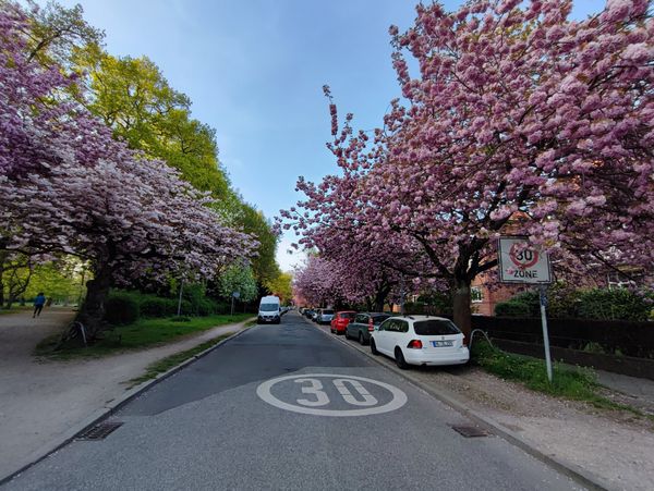 Blühende Oase inmitten der Stadt