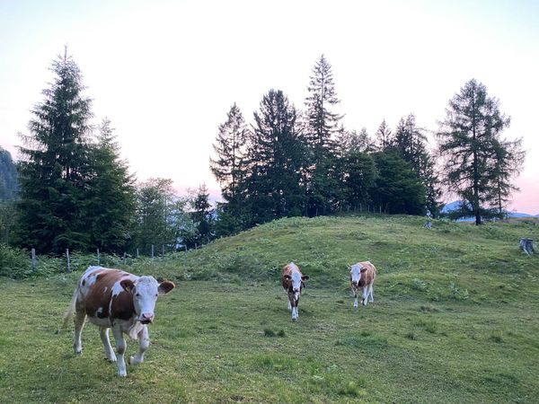 Atemberaubender Panoramablick über Schwaz