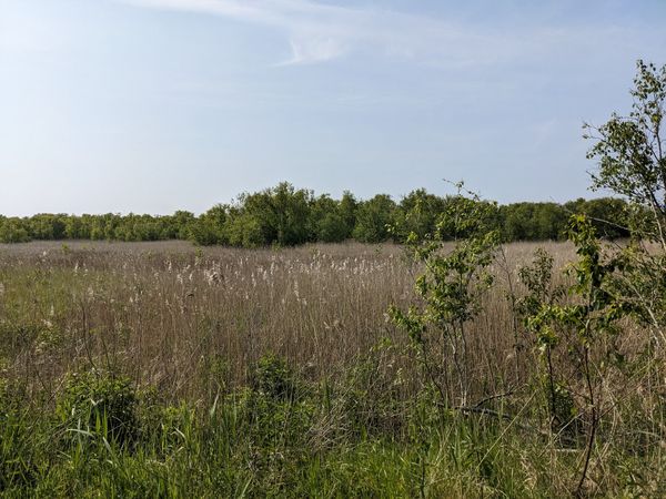 Malerisches Feuchtbiotop auf Borkum