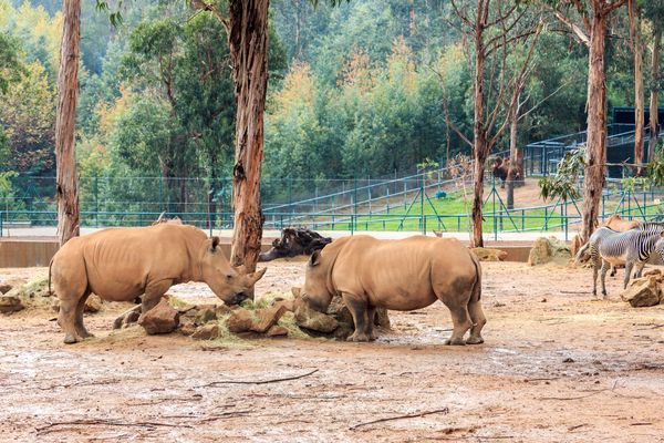 Wildtiere hautnah erleben