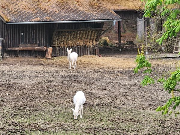 Wildtiere in ihrer natürlichen Umgebung