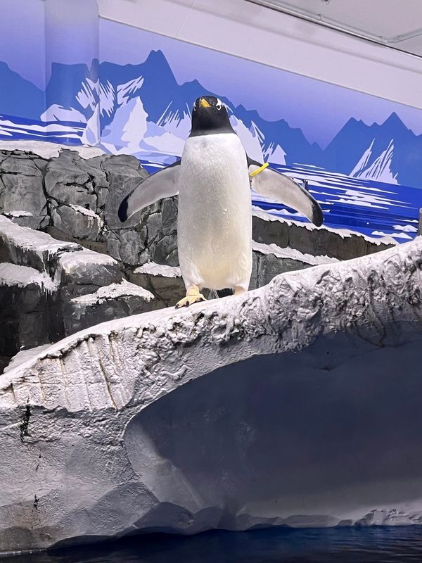Unterwasserwelt hautnah erleben