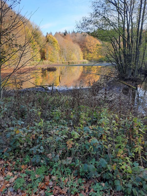 Heilkraft der Natur: Waldwanderung