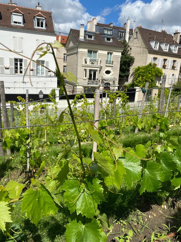 Weinberg mitten in Paris