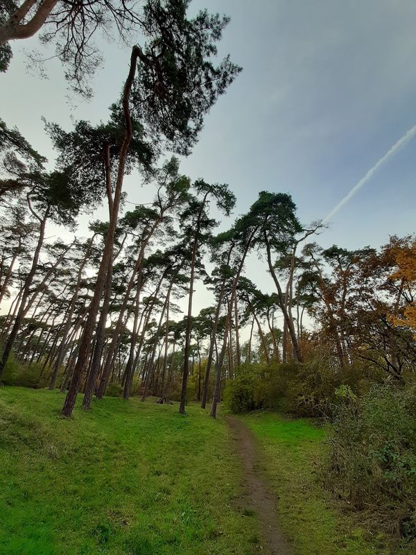 Ein Stück Natur in der Stadt