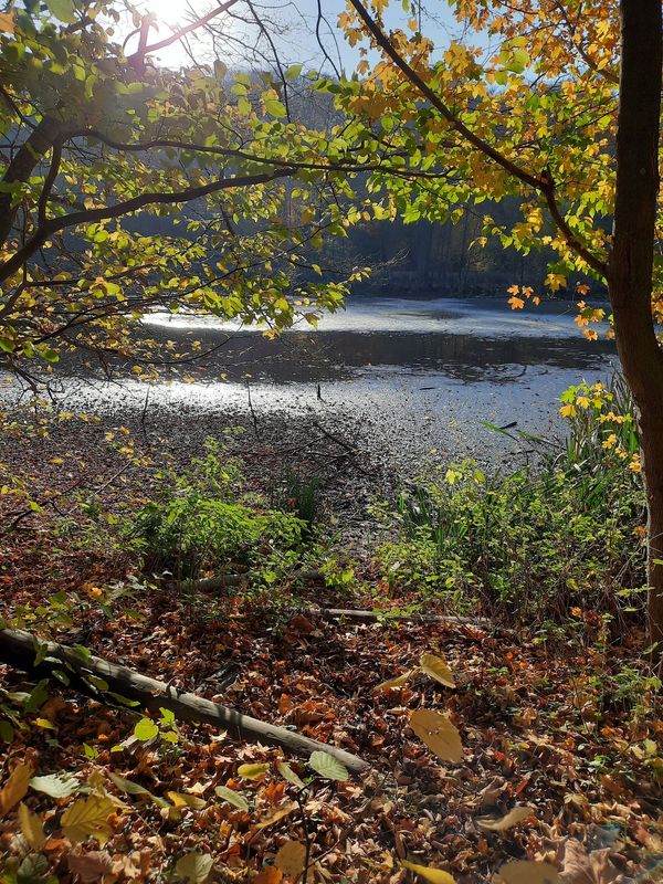 Heilkraft der Natur: Waldwanderung