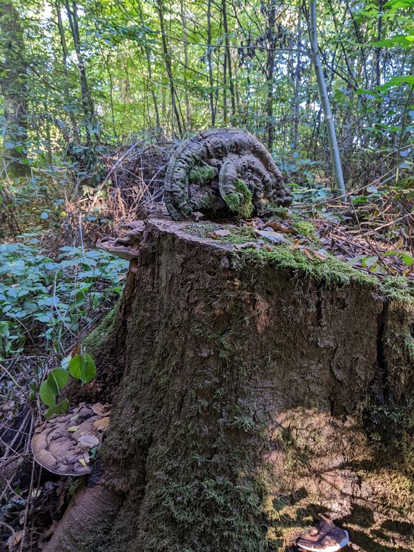 Seele baumeln lassen in idyllischer Natur