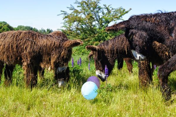 Faszinierende Tierwelt in der Arche Warder erleben