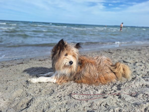 Strandspaß für Vierbeiner