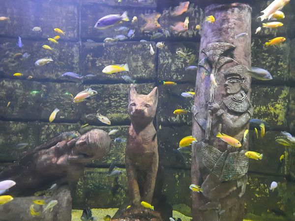 Unterwasserwelt mitten in Istanbul