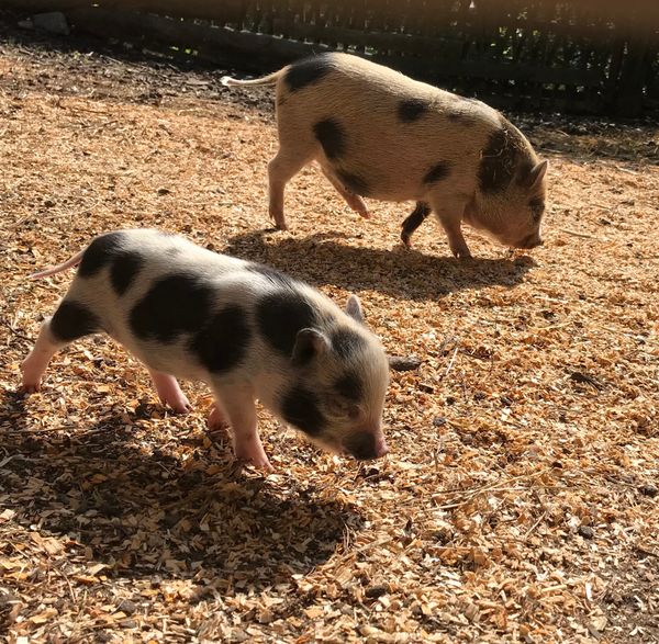 Tierische Freunde für Kinder