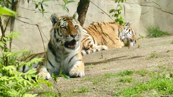 Tierische Abenteuer für die ganze Familie