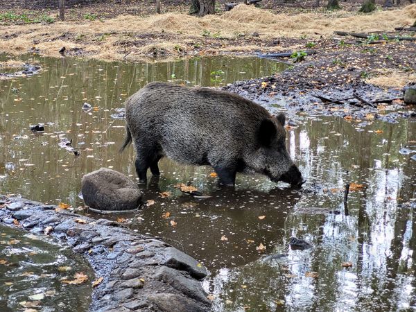 Tierische Begegnungen im Grünen