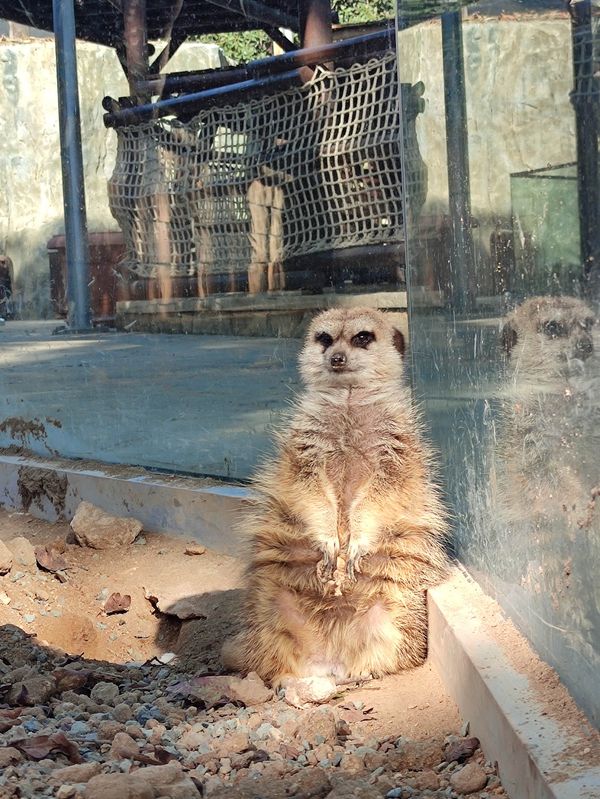 Tierische Begegnungen für die Familie